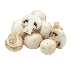 mushroom